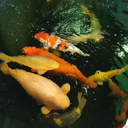 Apartmán Koi *