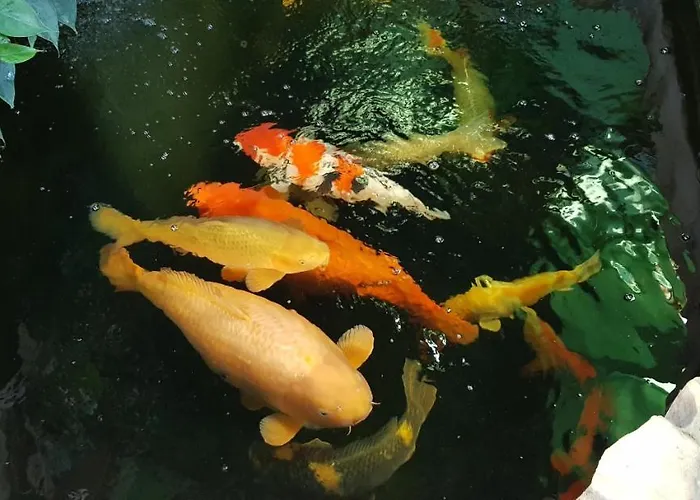 Apartman Koi *