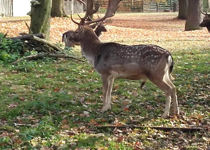 Apartman Koi * Veltrusy